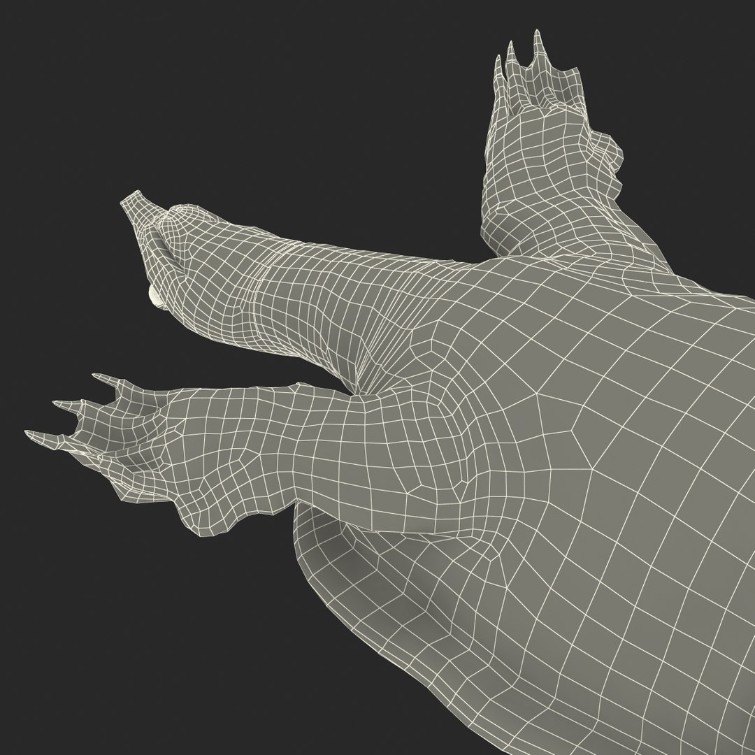 ma chinese softshell turtle rigged