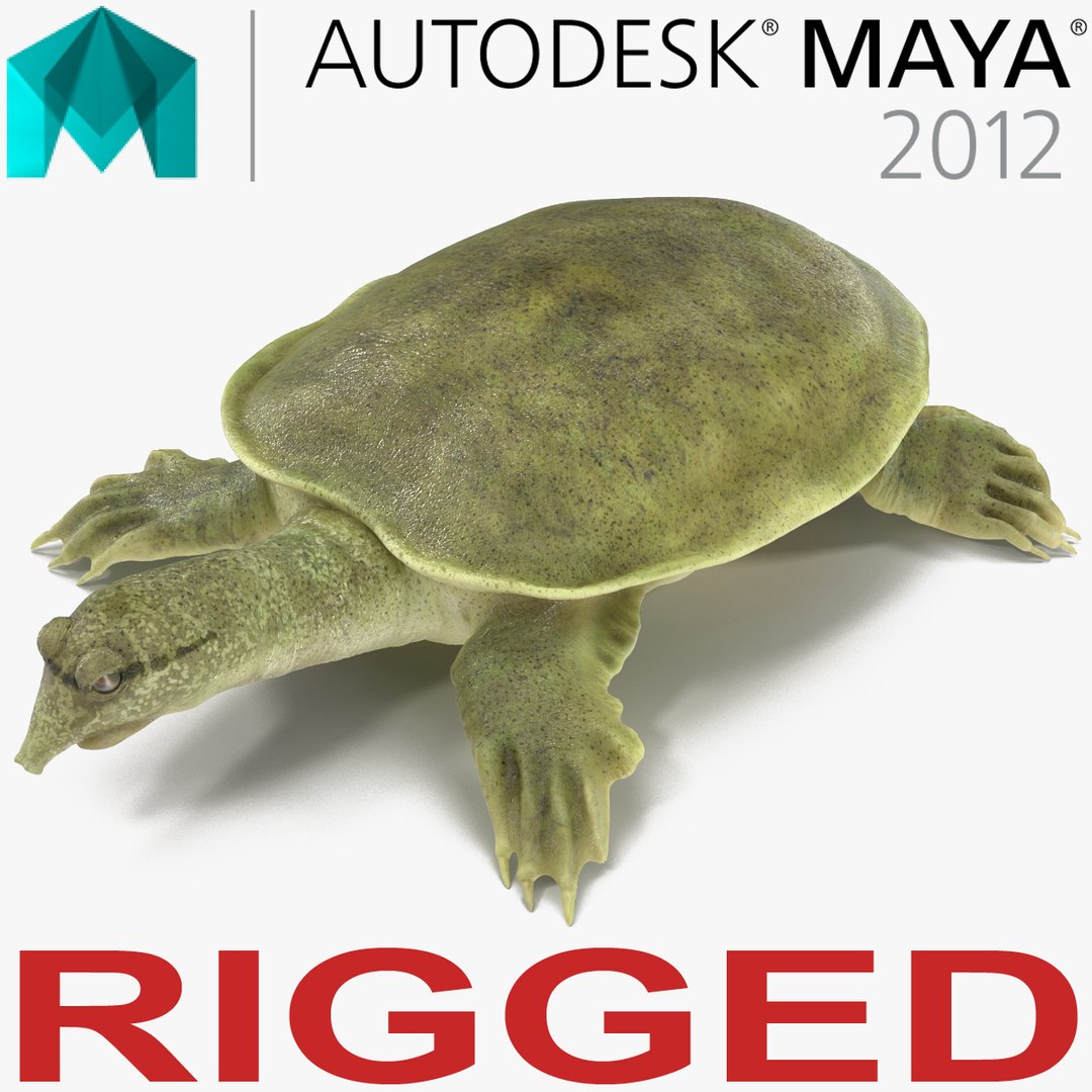 Chinese Softshell Turtle Rigged for Maya 3D Model 3D model preview