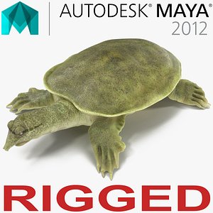 ma chinese softshell turtle rigged