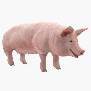 Pig Sow Landrace Rigged 3D Model