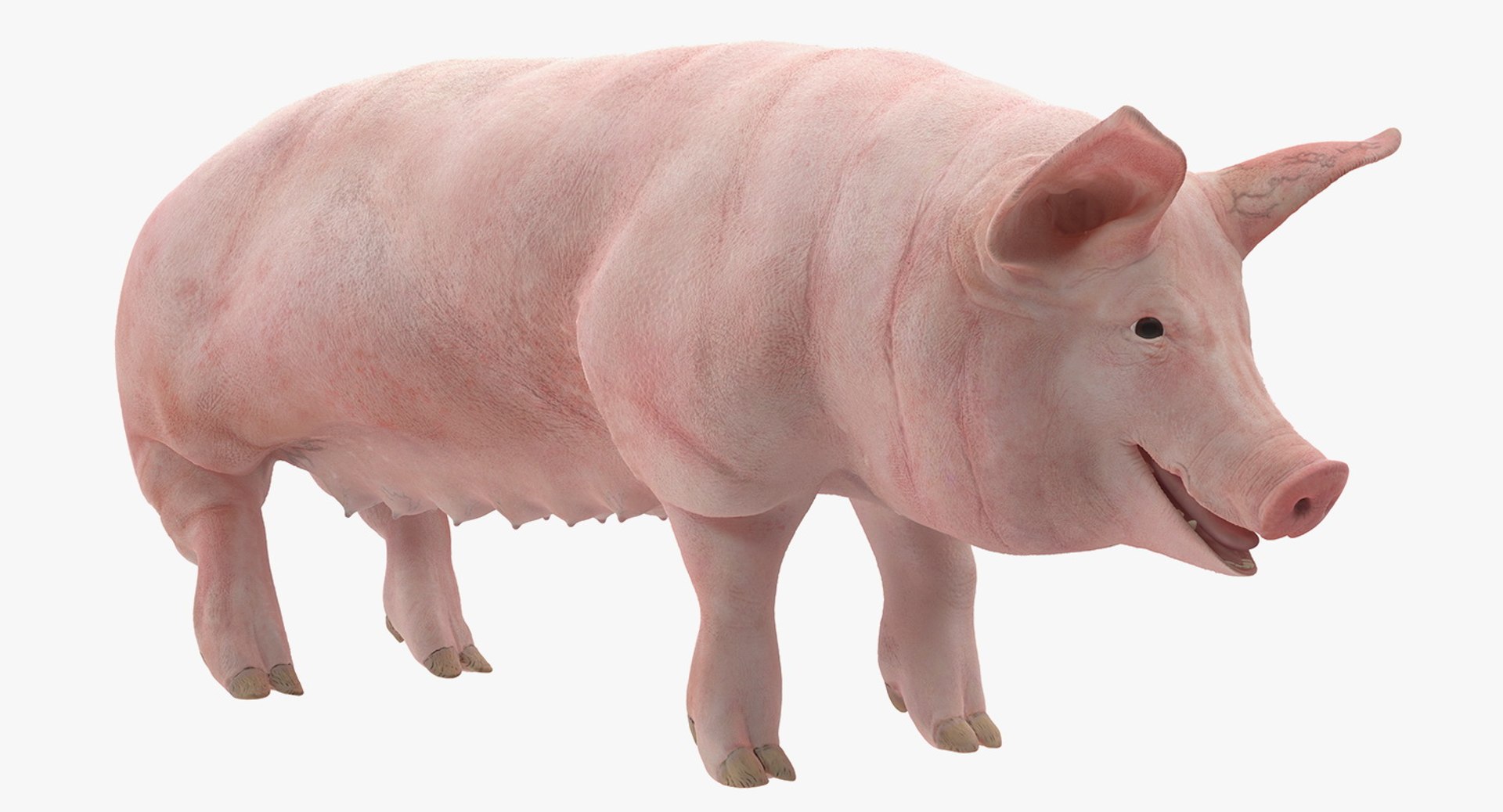 Pig Sow Landrace Rigged 3D Model 3D model preview