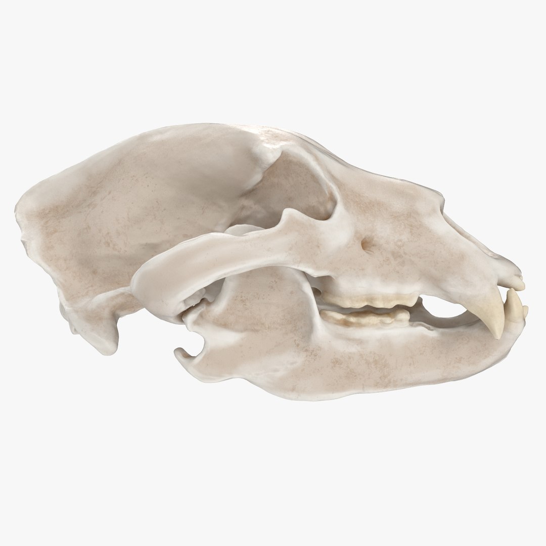 3D Brown Bear Skull - TurboSquid 1213976