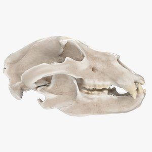 3D brown bear skull