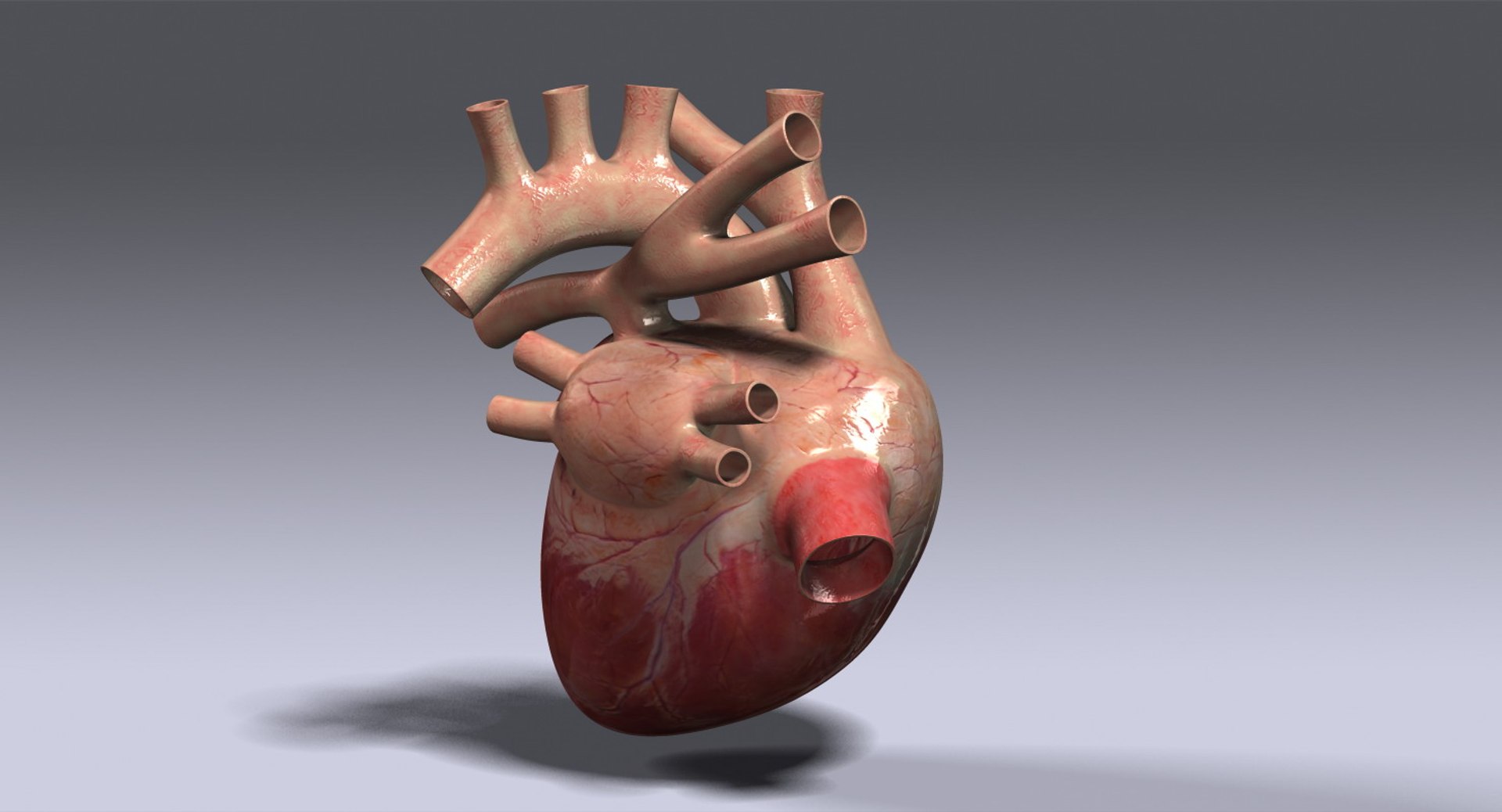 Human Heart Rigged 3d Max