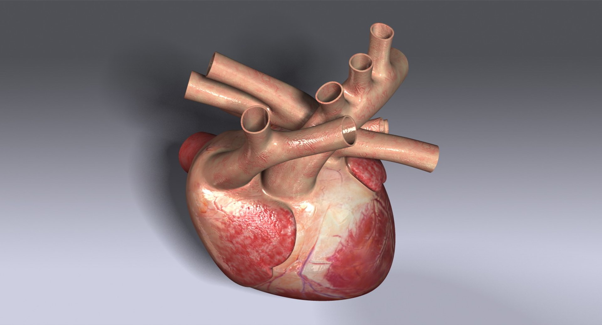 Human Heart Rigged 3d Max