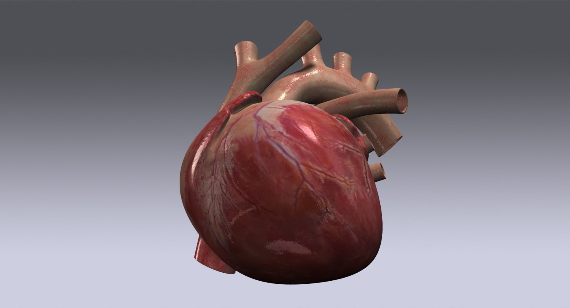 Human Heart Rigged 3d Max