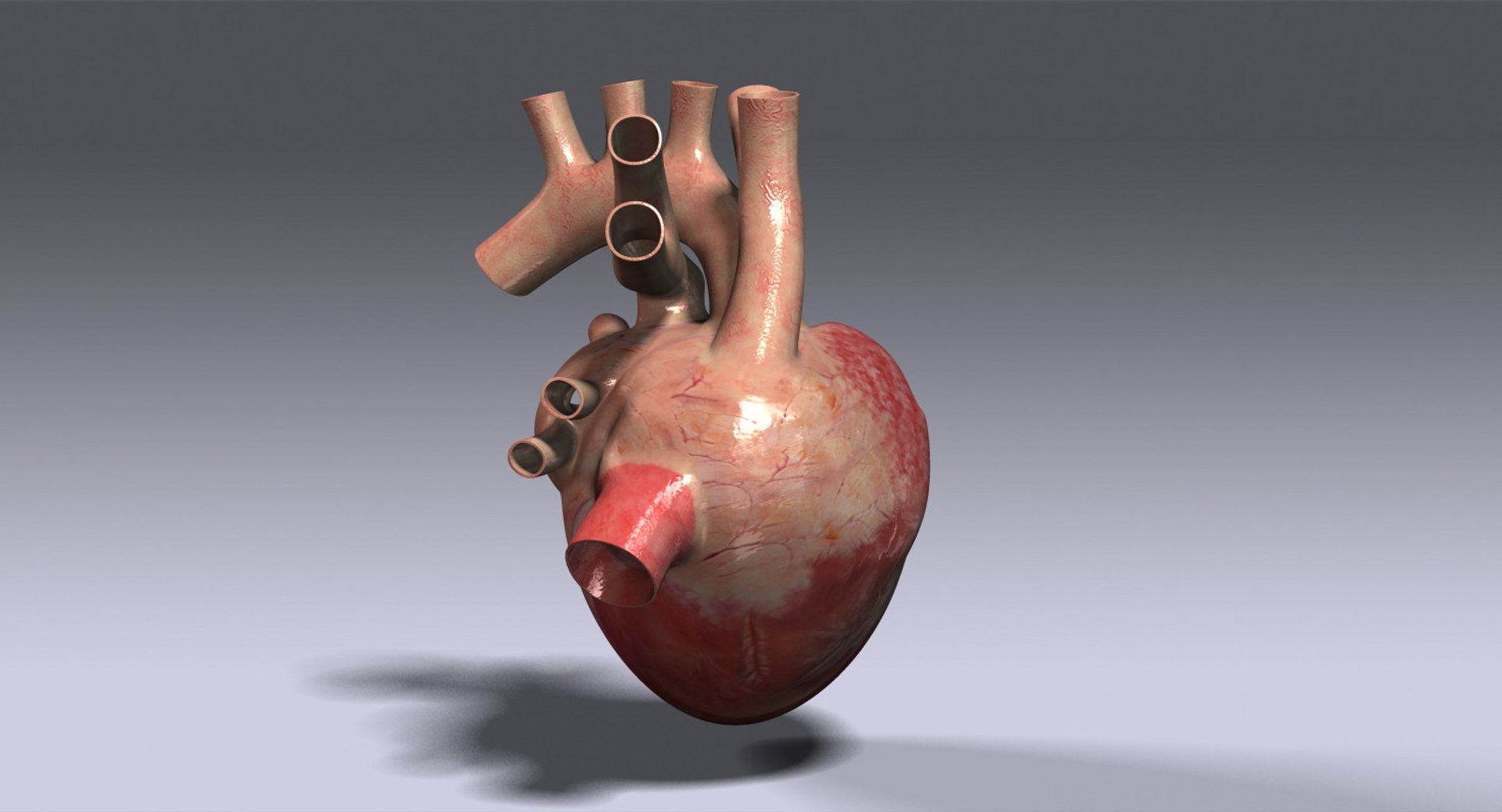 Human Heart Rigged 3d Max