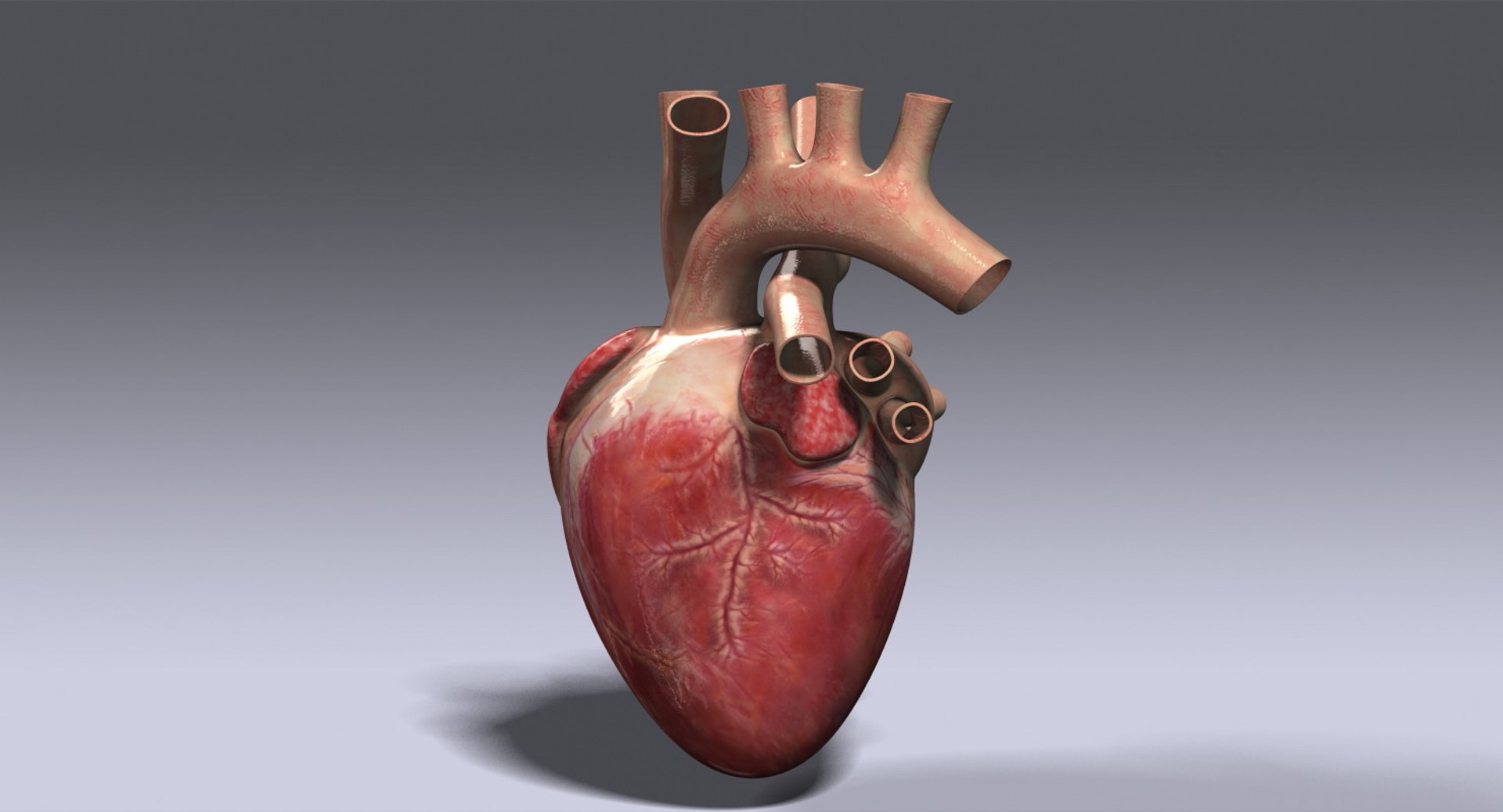 Human Heart Rigged 3d Max