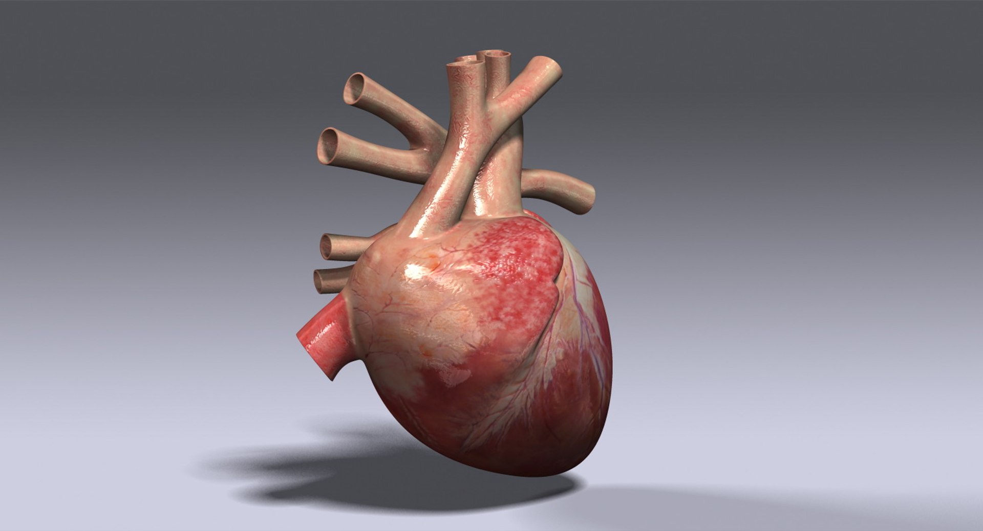Human Heart Rigged 3d Max
