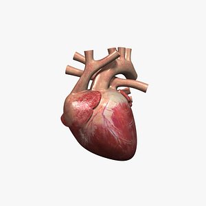human heart rigged 3d max