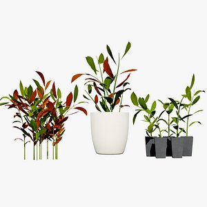 Australian Ginger 3D Model 3D model