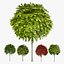 3D model Realistic Mop Top Trees