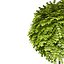 3D model Realistic Mop Top Trees