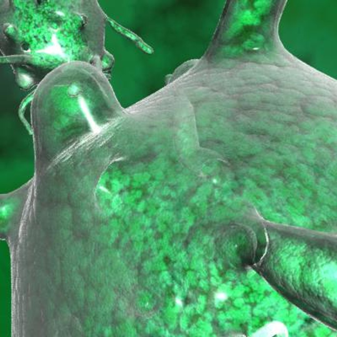 single celled organism 3d model https://p.turbosquid.com/ts-thumb/Zo/1JY2yP/Ltb1MPRL/2/jpg/1268670904/1920x1080/fit_q87/35af7a42aa0f9570fc6a19957ba607f8b362b405/2.jpg