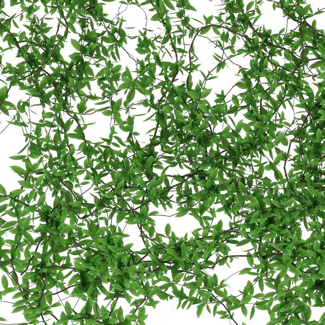 wall leaves 3d model