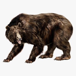 3D Bear Fur Rigged 3D