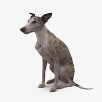 Whippet Dog Sitting