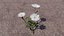 Blumen