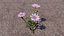 Blumen