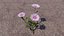 Blumen