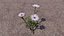 Blumen
