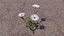 Blumen