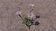 Blumen