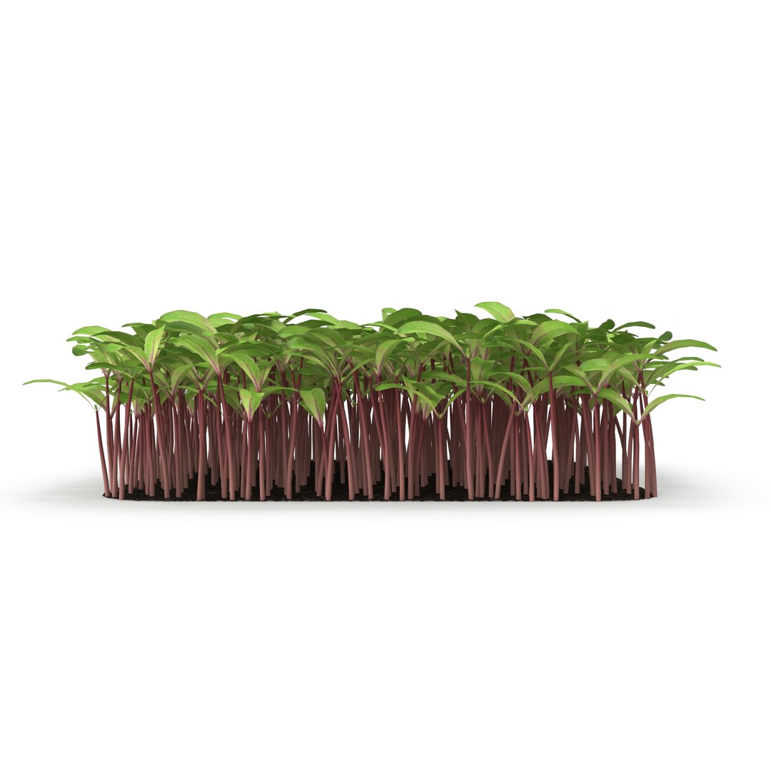 beet bulls 3D https://p.turbosquid.com/ts-thumb/Zo/WAAfcp/83MiIoyf/r_0121/jpg/1583222497/1920x1080/fit_q87/624c035ac44fc6a7131ca7c96e380ee7825b0675/r_0121.jpg
