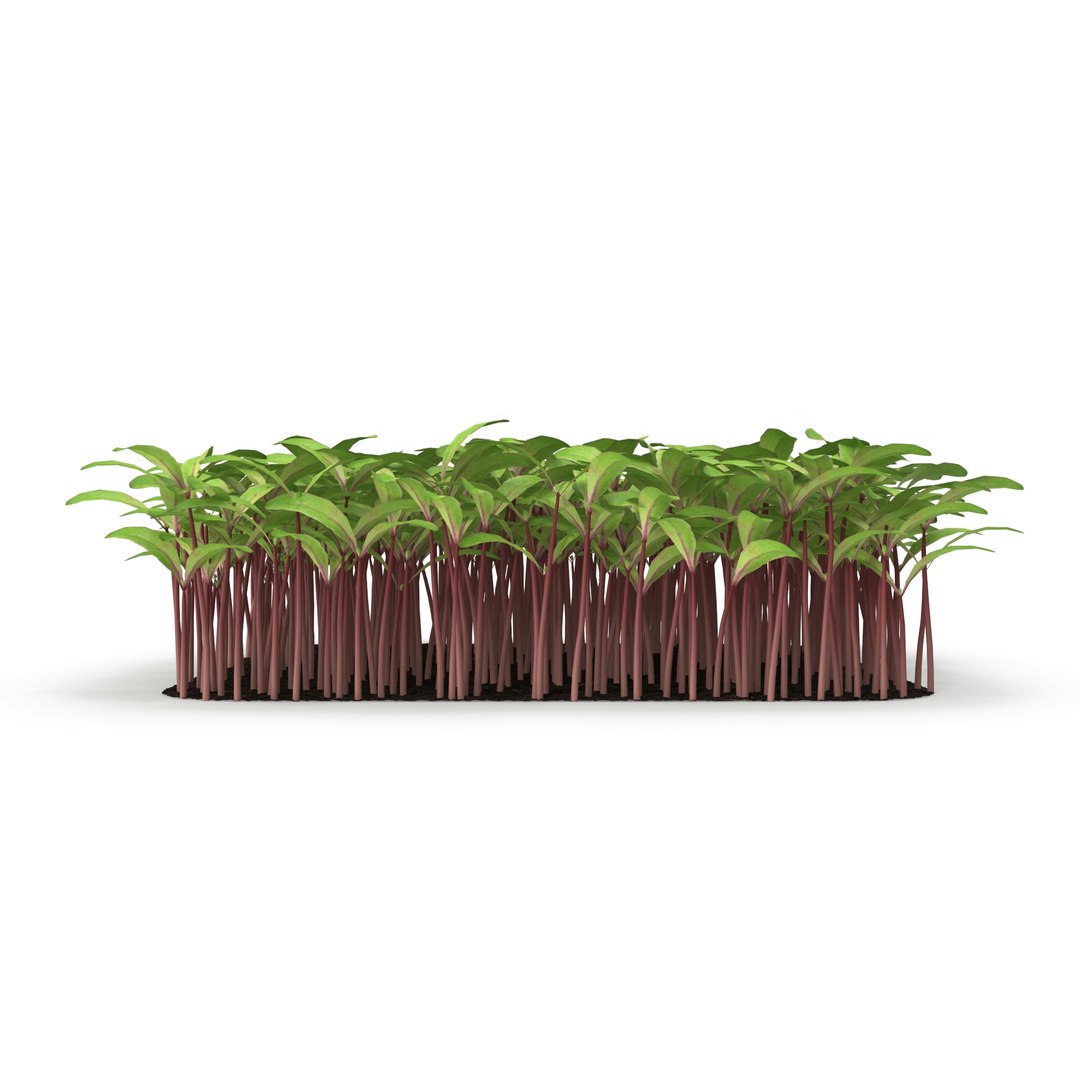 beet bulls 3D https://p.turbosquid.com/ts-thumb/Zo/WAAfcp/DUmxOk3D/r_0113/jpg/1583222497/1920x1080/fit_q87/7dee9e54838d37b968f006c45b81ebe8be2d7f12/r_0113.jpg