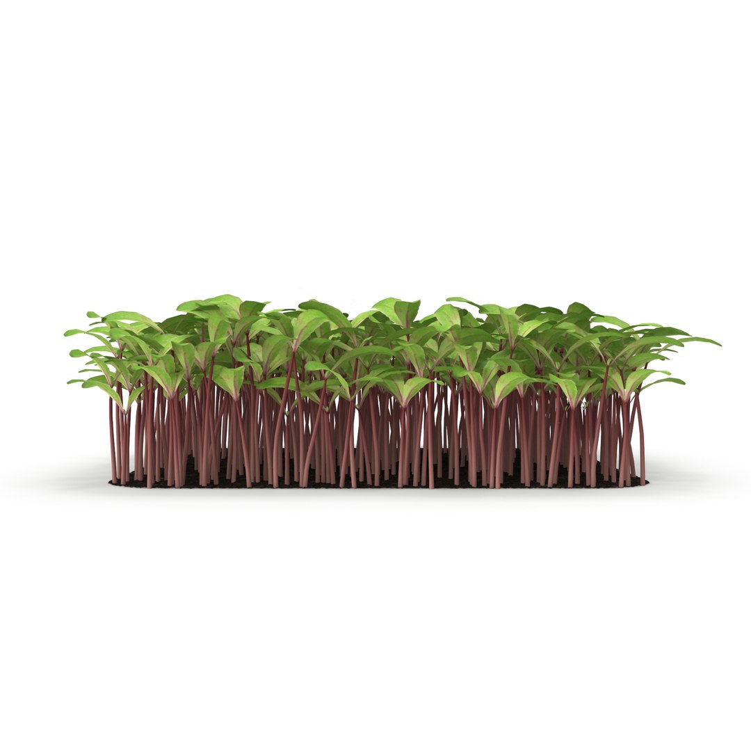 beet bulls 3D https://p.turbosquid.com/ts-thumb/Zo/WAAfcp/FzeYeMNZ/r_0117/jpg/1583222497/1920x1080/fit_q87/88ce0f0724d8bad5b7ef5149ca94d20cb9895bf2/r_0117.jpg