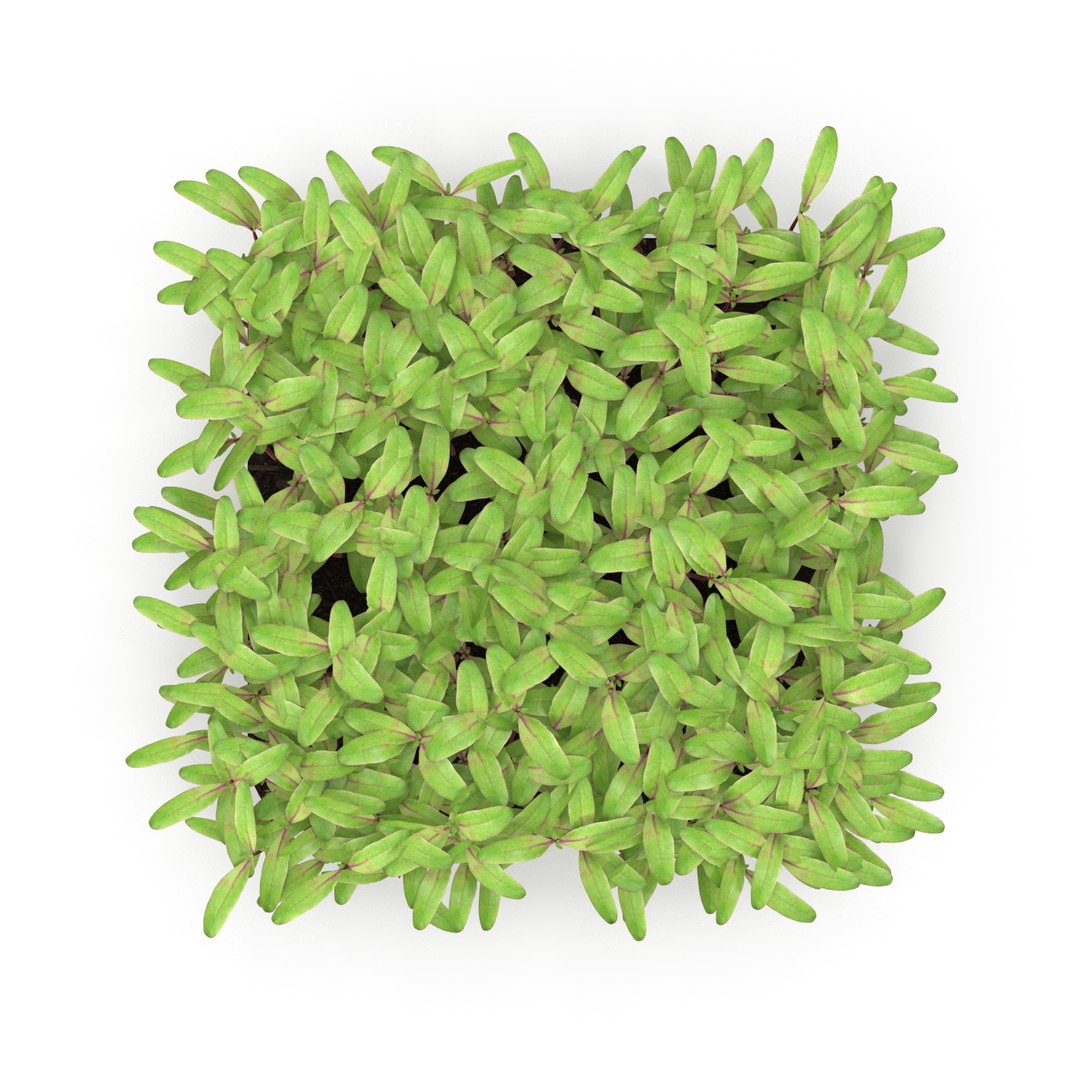 beet bulls 3D https://p.turbosquid.com/ts-thumb/Zo/WAAfcp/IW2Ag3li/r_0000/jpg/1583222497/1920x1080/fit_q87/d4b56cb25ea0ed10867ccea59e630e4aee8a53fc/r_0000.jpg