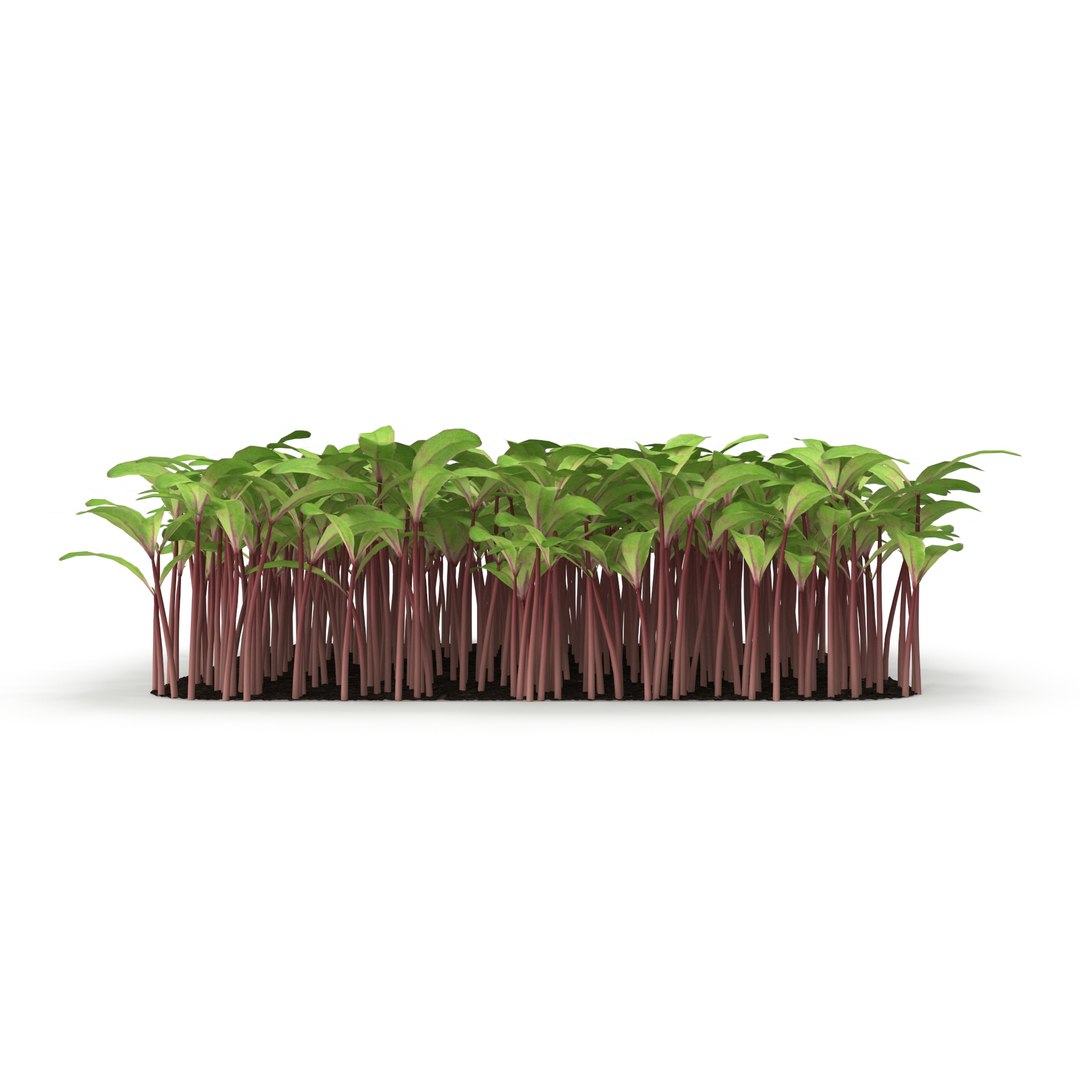 beet bulls 3D https://p.turbosquid.com/ts-thumb/Zo/WAAfcp/P471MEH5/r_0125/jpg/1583222497/1920x1080/fit_q87/bf24713dbd8b12c531244bc1dfcdcac1885ae686/r_0125.jpg