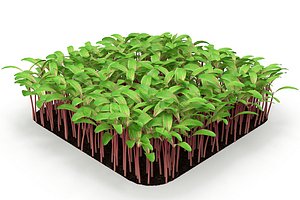 Beet bulls bloodl rect