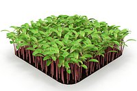 Beet bulls bloodl rect