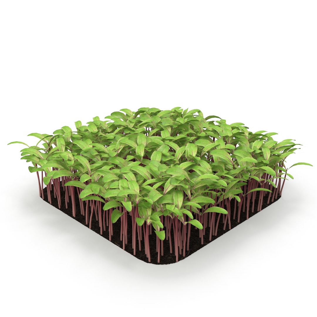 beet bulls 3D https://p.turbosquid.com/ts-thumb/Zo/WAAfcp/hfHE8SUc/r_0083/jpg/1583222497/1920x1080/fit_q87/85d63e628d4cfcffe39f1c6f7c13e1de88af5f22/r_0083.jpg