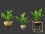 Zamia furfuracea - Papppalme 02