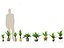 Zamia furfuracea - Papppalme 02