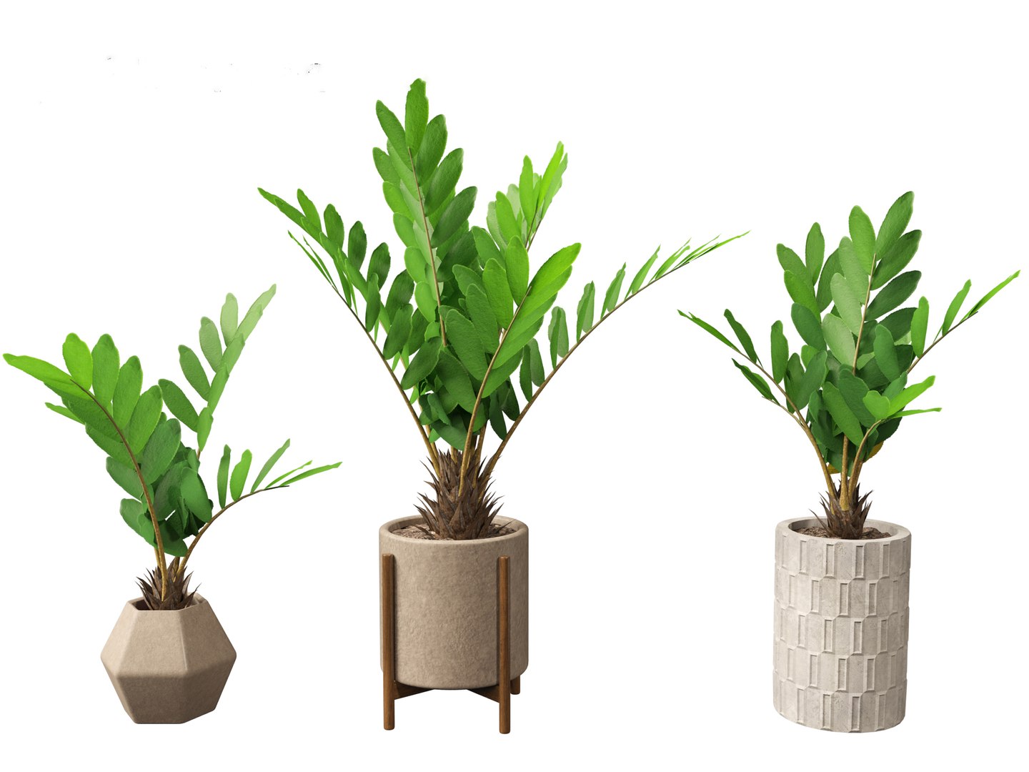 3D Zamia furfuracea - Cardboard palm 02 https://p.turbosquid.com/ts-thumb/Zo/eqHI87/Mv/zamiafurfuracea023/jpg/1691397909/1920x1080/fit_q87/082db3f1629dd80fbbdc6ed9fafeb330893dfd8c/zamiafurfuracea023.jpg