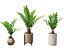 Zamia furfuracea - Papppalme 02