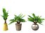 Zamia furfuracea - Papppalme 02