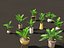 Zamia furfuracea - Papppalme 02