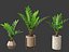 Zamia furfuracea - Papppalme 02