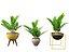 Zamia furfuracea - Papppalme 02
