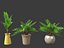 Zamia furfuracea - Papppalme 02
