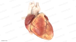Realistic Human Heart Anatomy 3D Model model