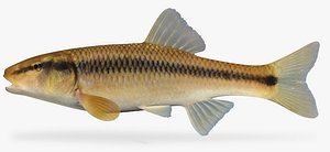 Nocomis biguttatus Hornyhead Chub