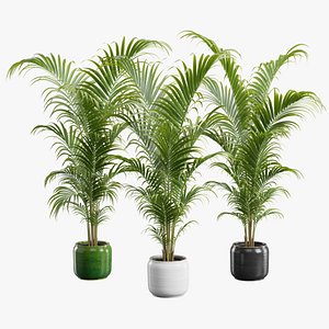 3D Dypsis Lutescens Set 04 - Areca Palm