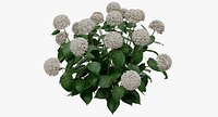 Hortensia Hydrangea Macrophylla