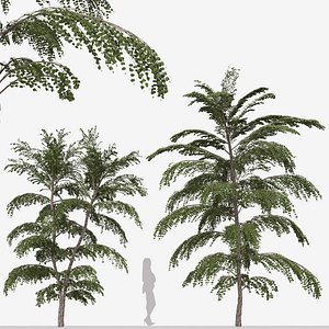 Set of Cercidiphyllum japonicum or Katsura Tree - 2 Trees
