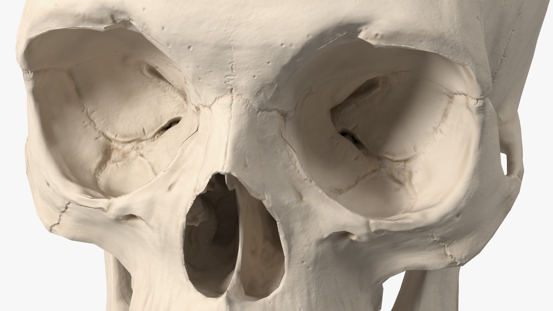 Anatomical Human Skulls Collection 2 model https://p.turbosquid.com/ts-thumb/Zp/E0PGDT/6H/male_human_skull_010/jpg/1760372383/1920x1080/fit_q87/cf5a811424637639af9003a9806088feed42243f/male_human_skull_010.jpg